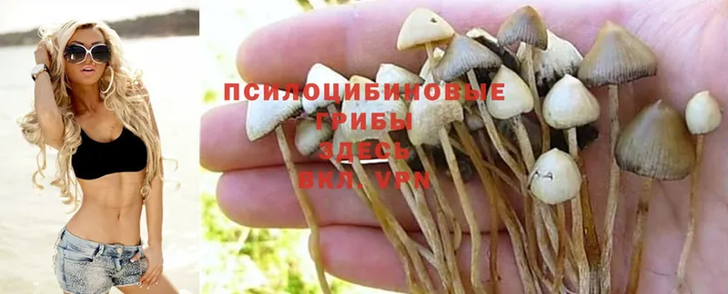 Псилоцибиновые грибы Cubensis  blacksprut вход  Старая Купавна  купить наркотик 